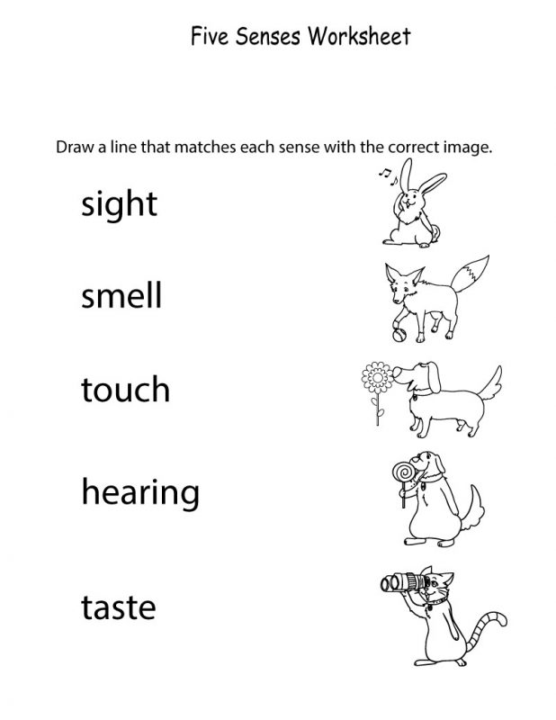 activities for the five senses for preschool worksheet
