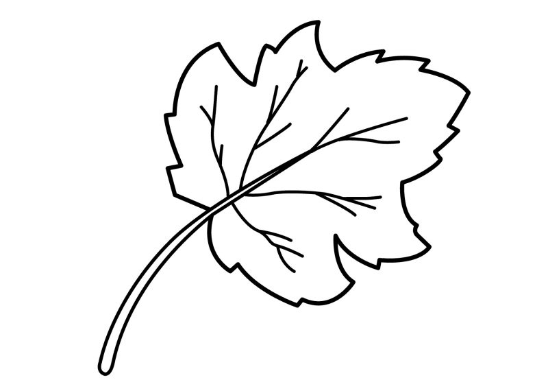 images of leaf for kids coloring printable