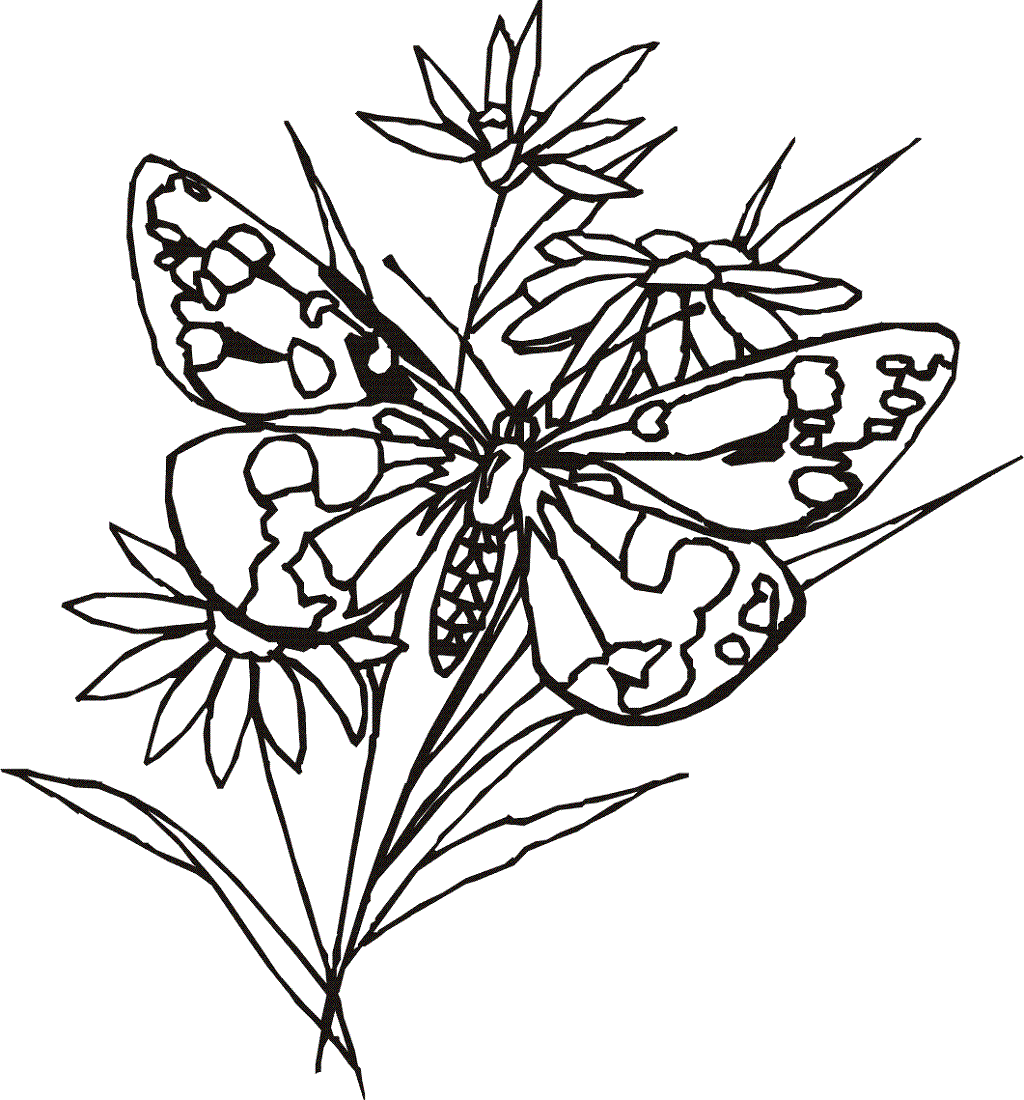 Butterfly Coloring Pages for Adult