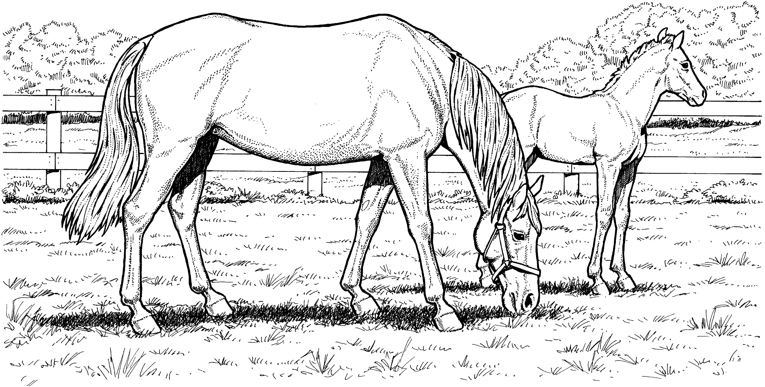 Detailed Horse Coloring Pages 2