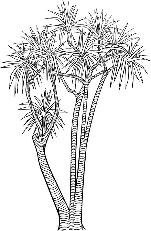 Free Adult Coloring Pages Tree