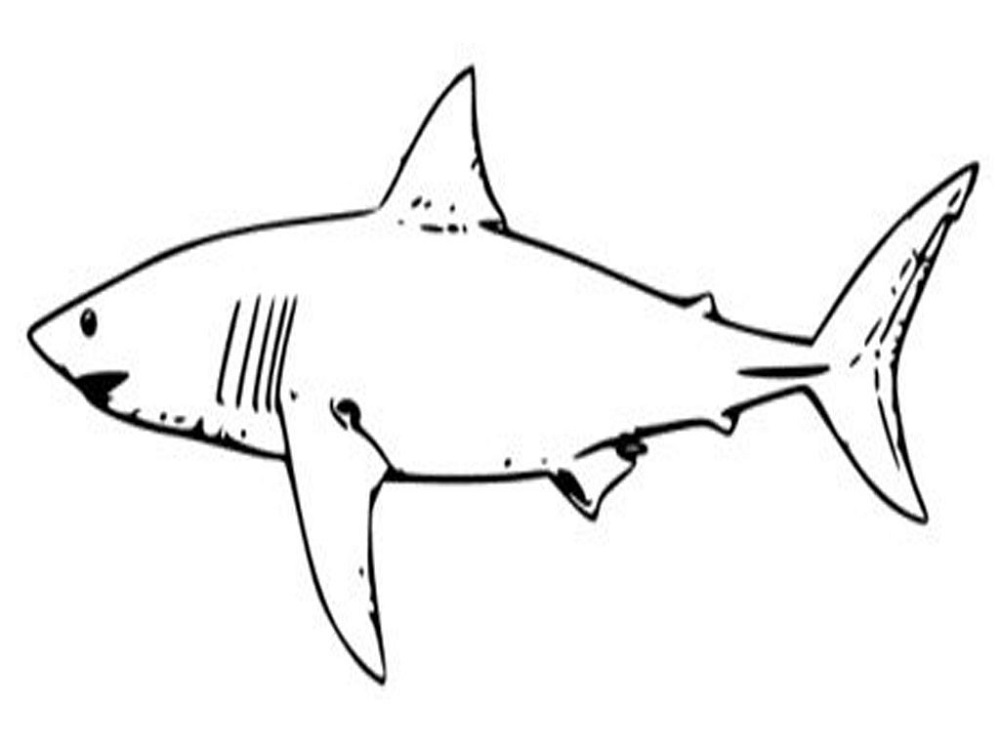 Coloring Sheets for Toddlers Shark