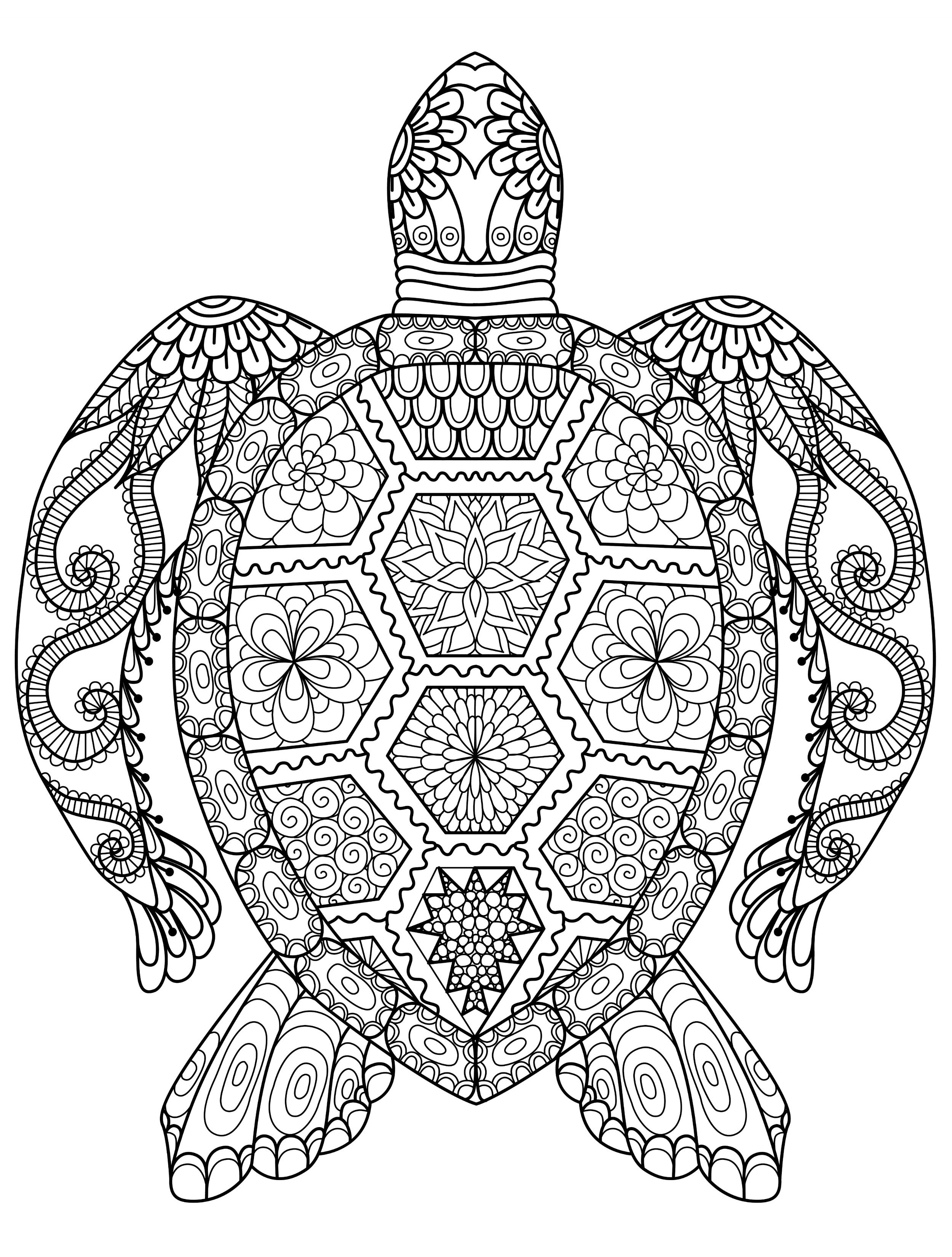 Coloring Book Pages for Kids Turtle