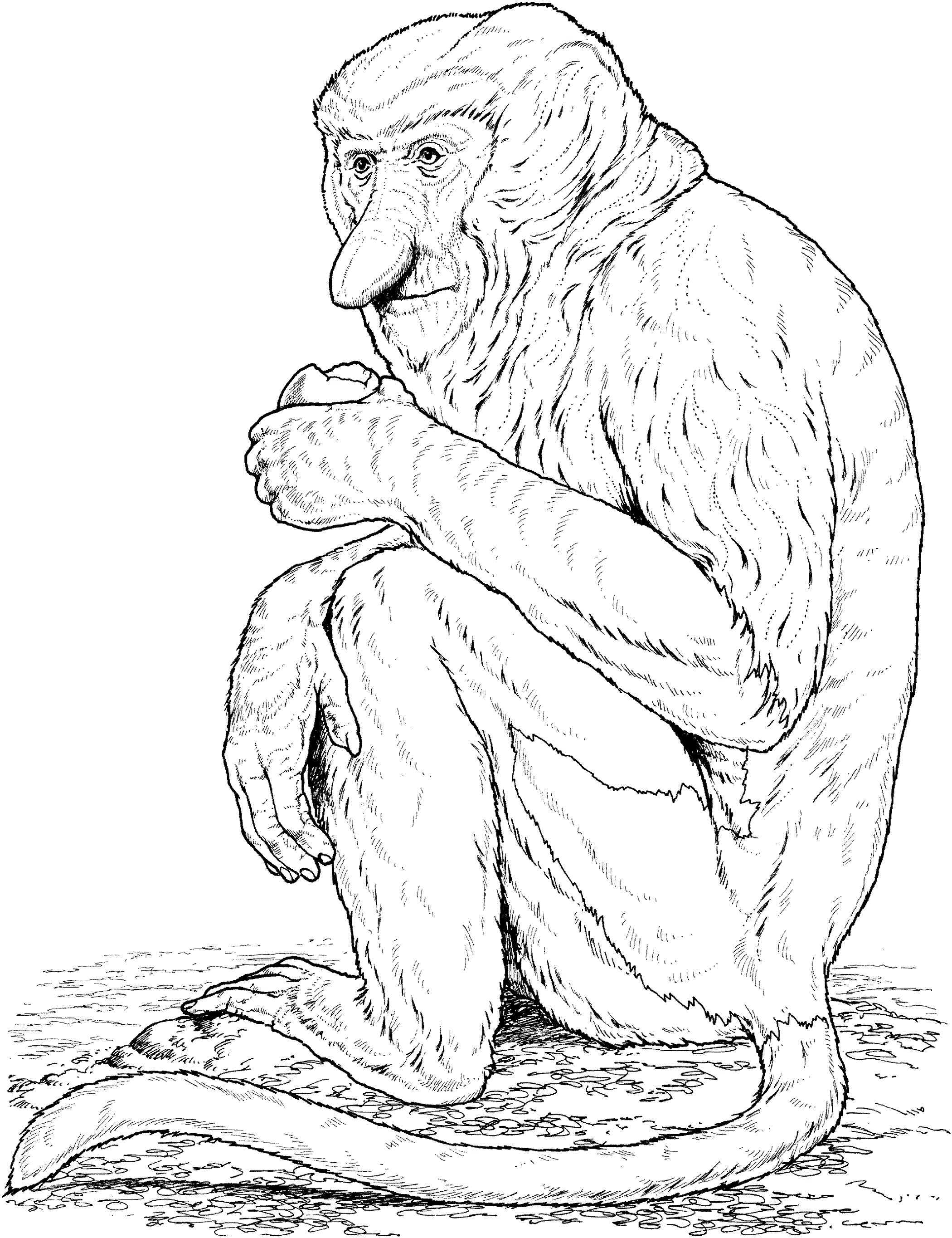 Big Monkey Coloring Pages