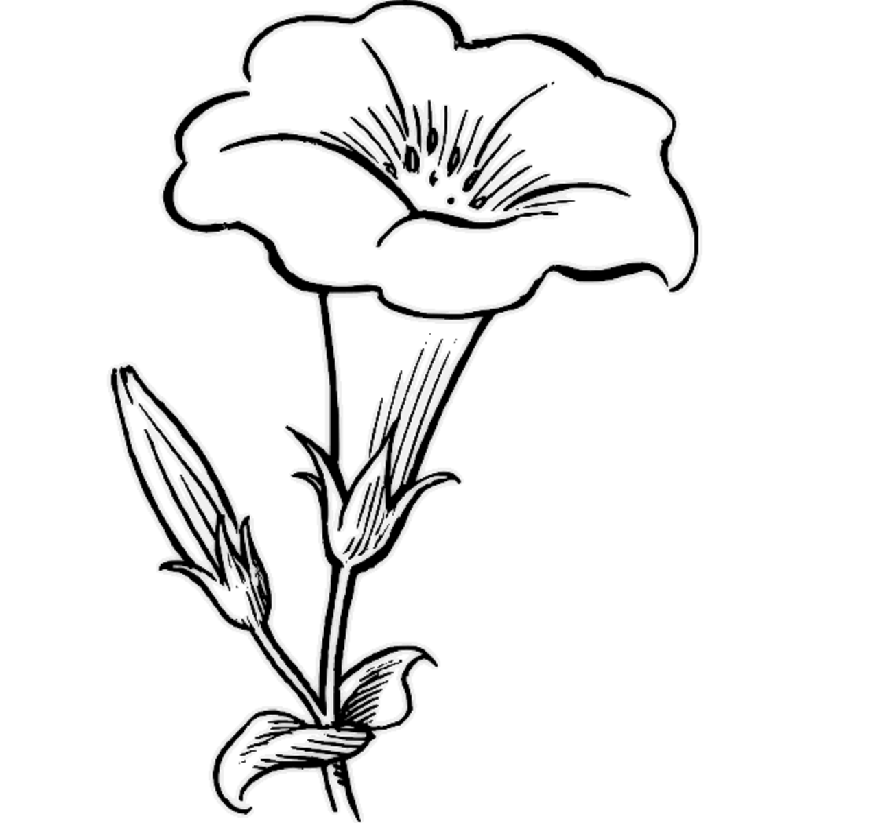 Drawing Pictures for Colouring Flowers