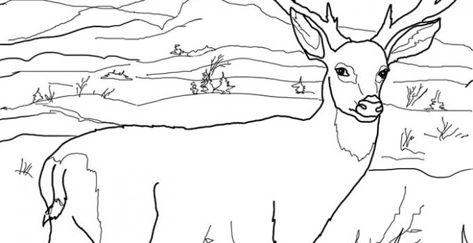 Free Coloring Pictures for Kids Deer