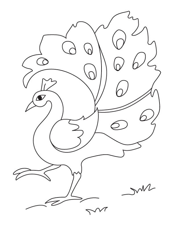 Free Coloring Pictures for Kids Peacock