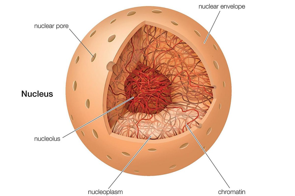 Nucleus Diagram Basic Learning Printable