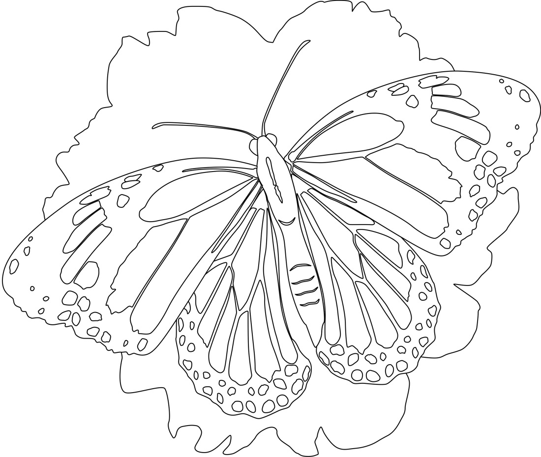 Detailed Butterfly Coloring Pages
