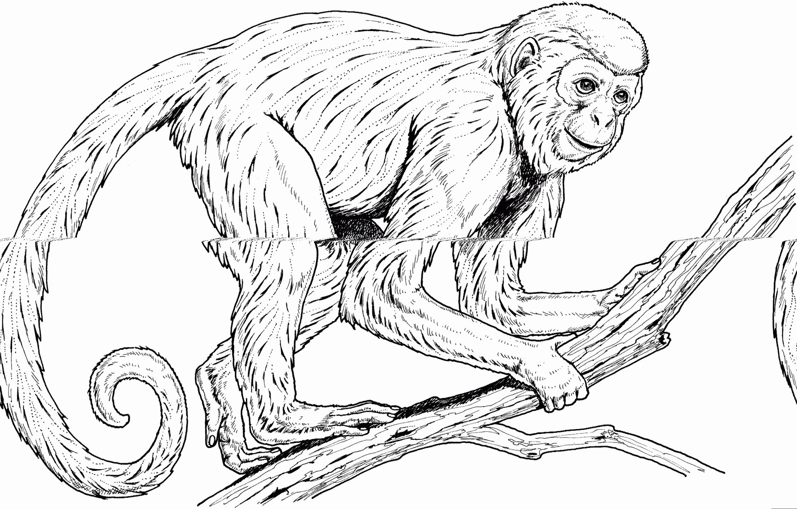 Monkey Coloring Pages for Kids and Adults Learning Printable