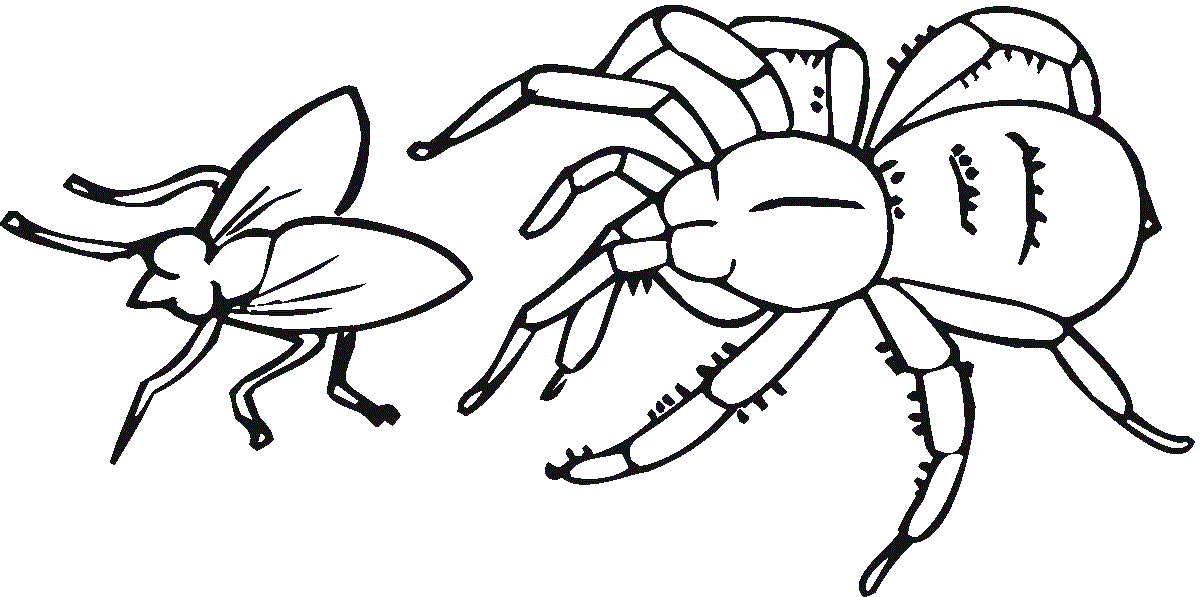 Free Coloring Sheets to Print Spider